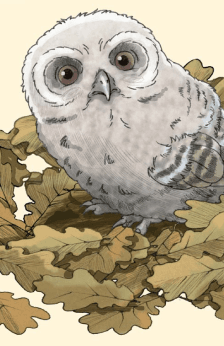 Owl in Danger illustration 1